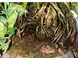 Toads for sale