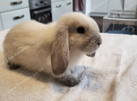 Beautiful Mini lop looking good a home