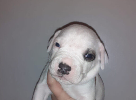 Champion Johnson American Bulldog Puppies due Autumn