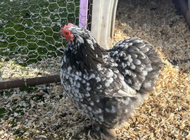 Blue mottled pekin bantam hatching eggs