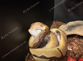 Male ball python