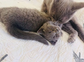 British Shorthair Kitten