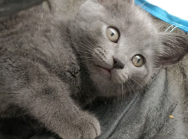 BEAUTIFUL LITTLE RUSSIAN BLUE KITTENS 9 WEEKS OLD