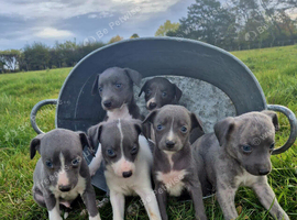 Whippet pups