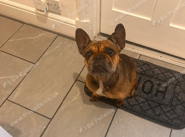Female French bulldog