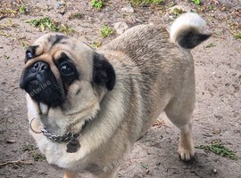 Female Fawn Pug