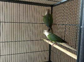 Mix conure ready to breed