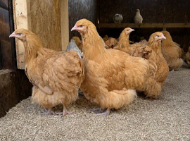 Pure breed large fowl hens