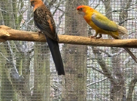 3 Pennant pairs orange/ yellow mutations