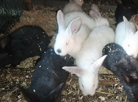 New zealand baby rabbits for sale