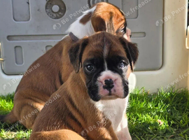 Beautiful Boxer Puppies - Lovingly Raised & Family Reared
