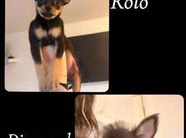 2 11 Week Old Pure Bred Chihuahua Puppies - 1 Boy 1 Girl, long-haired and short-haired