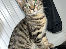 Beautiful Kittens for Sale &ndash; 4 Boys & 1 Girl | Mother Cat Also Available