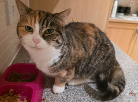 8 yr old kitten (her nickname)