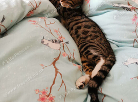 BENGAL CROSS MALE CAT