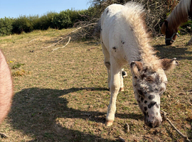 2026 stunning spotty filly