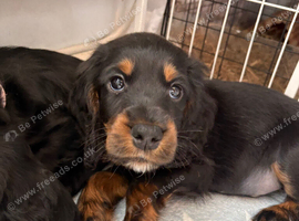 Cockapoo F1B puppies Ready beginning Nov