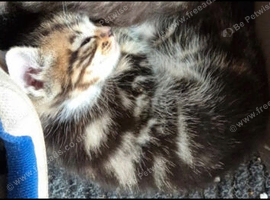 Kittens x2