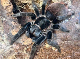 Wow stunning Adult female Tliltocatl Vagans (Mexican red rump)