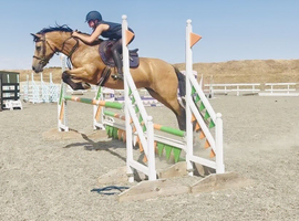 Stunning dun mare 14.2