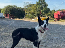 Border collie free to good home