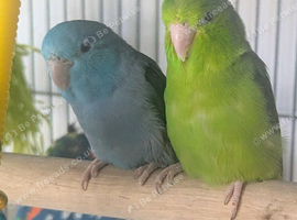 Bonded pair of Parrotlets
