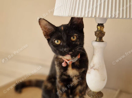 Begal/tortoiseshell mixed girl