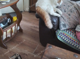 Mixed  mainecoon