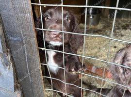 Working cooker spaniels ONLY ONE BOY LEFT