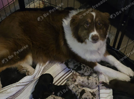 Aussiedoodles