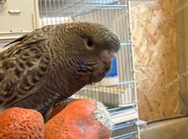 BFBW, BWBF split and hagoromo mutation budgies