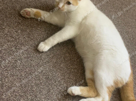 male 3 month old