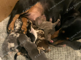 Miniature dachshund