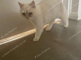 White British Shorthair Female &ndash; Stunning Blue Eyes