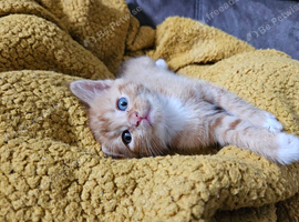 Kittens for sale