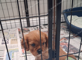 Cavalier King Charles spaniel puppies