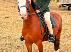 12.3 3yo Bay filly
