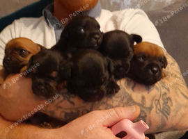 Mixed breed jack & frenchie