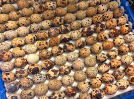 Quail Coturnix hatching eggs