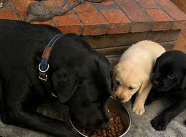 1 adorable lovely labrador