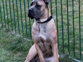 Female Bulgarian cane corso