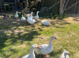 Emdem geese