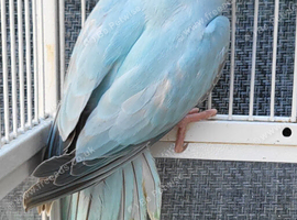 Stunning Rare mutation Violet Blue Opaline Split Cleartail Baby Ringneck