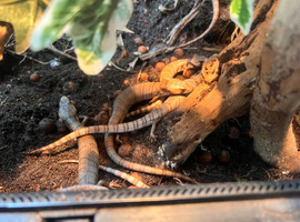 16x 10mths Pink tongue skinks