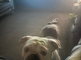 Rocco