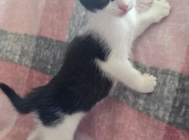 2 Beautiful Female Kittens &ndash; Ready Now, Vet Checked & Litter Trained &pound;140