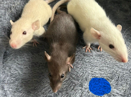 Baby dumbo rats for sale