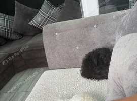 Doxiepoo puppy