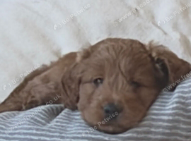 Beautiful cockapoo pups ready now