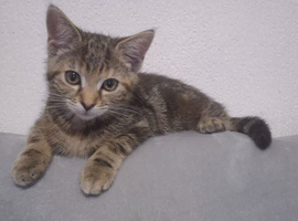 Female kitten